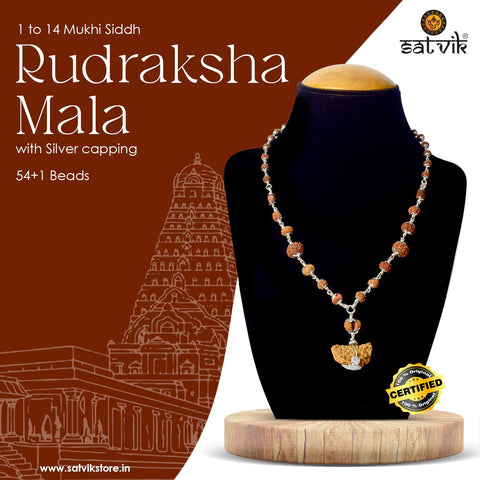 Certified 1 to 14 Mukhi Siddh Rudraksha Mala with Silver Capping (Indo)