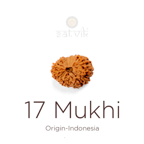 17 Mukhi Rudraksha bead natural Indo seventeen face Rudraksha. India’s Premium Rudraksha Beads Brand - www.satvikworld.com