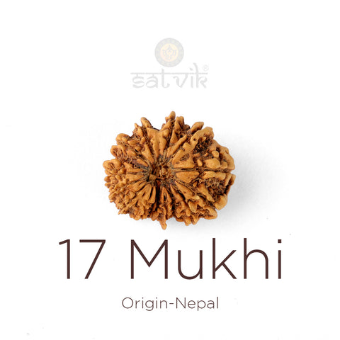 17 Mukhi Rudraksha bead natural Nepali seventeen face Rudraksha. India’s Premium Rudraksha Beads Brand - www.satvikworld.com