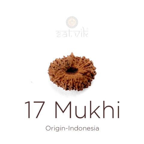 17 Mukhi Rudraksha bead natural Indo seventeen face Rudraksha. India’s Premium Rudraksha Beads Brand - www.satvikworld.com