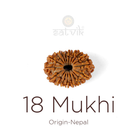 18 Mukhi Rudraksha bead natural Nepali eighteen face Rudraksha. India’s Premium Rudraksha Beads Brand - www.satvikworld.com