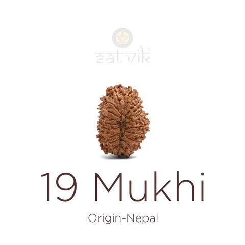 19 Mukhi Rudraksha bead natural Nepali nineteen face Rudraksha. India’s Premium Rudraksha Beads Brand - www.satvikworld.com