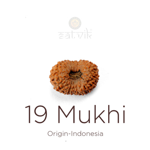 19 Mukhi Rudraksha bead natural Indo nineteen face Rudraksha. India’s Premium Rudraksha Beads Brand - www.satvikworld.com