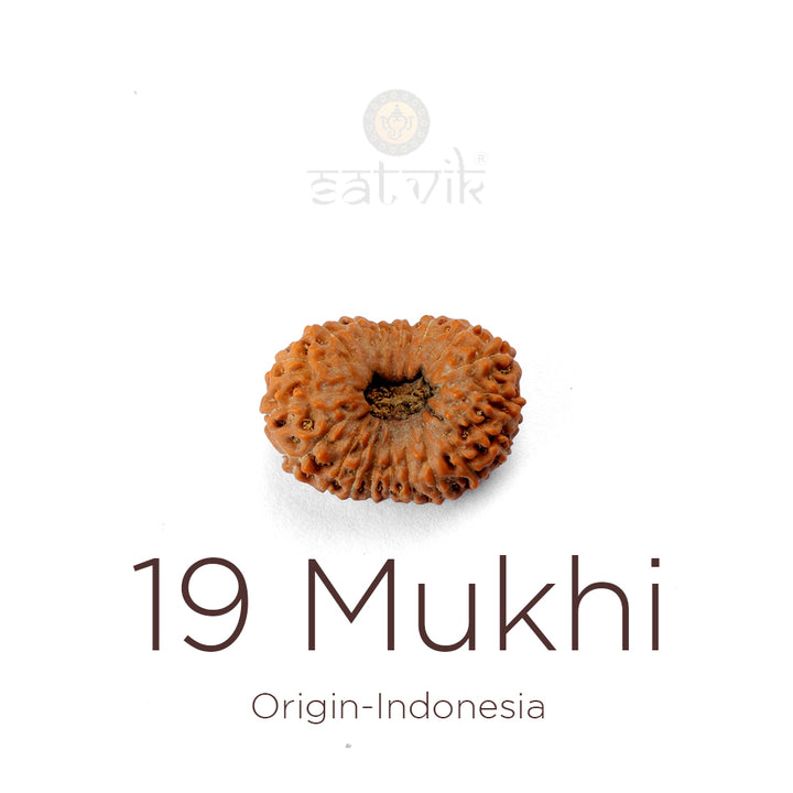 19 Mukhi Rudraksha bead natural Indo nineteen face Rudraksha. India’s Premium Rudraksha Beads Brand - www.satvikworld.com