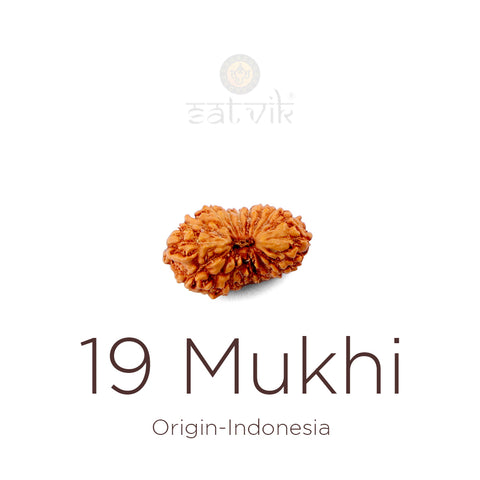 19 Mukhi Rudraksha bead natural Indo nineteen face Rudraksha. India’s Premium Rudraksha Beads Brand - www.satvikworld.com