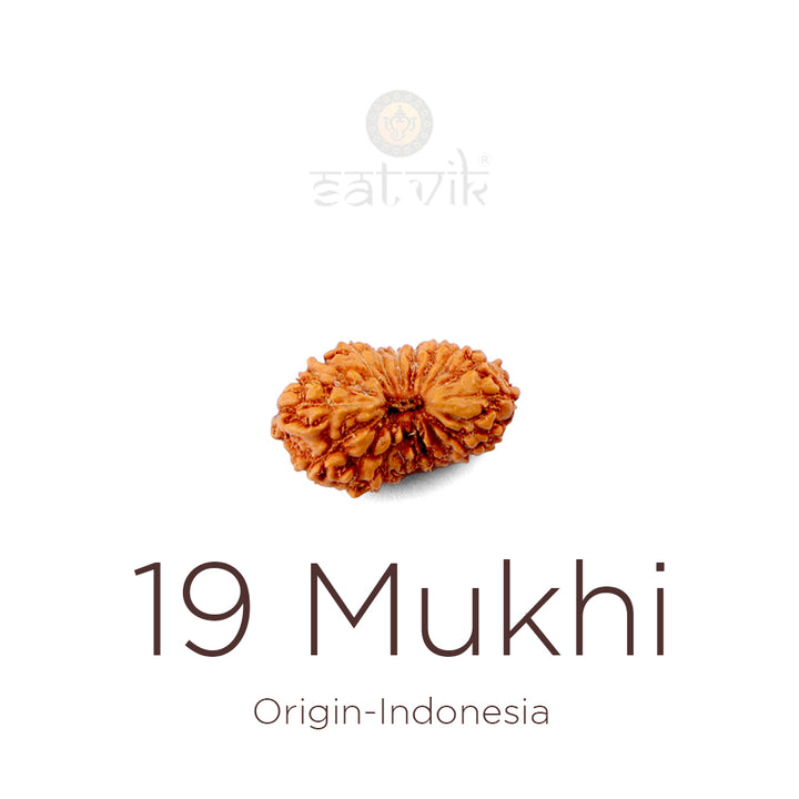19 Mukhi Rudraksha bead natural Indo nineteen face Rudraksha. India’s Premium Rudraksha Beads Brand - www.satvikworld.com