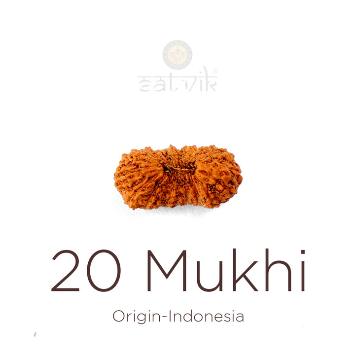 20 Mukhi Rudraksha bead natural Indo twenty face Rudraksha. India’s Premium Rudraksha Beads Brand - www.satvikworld.com