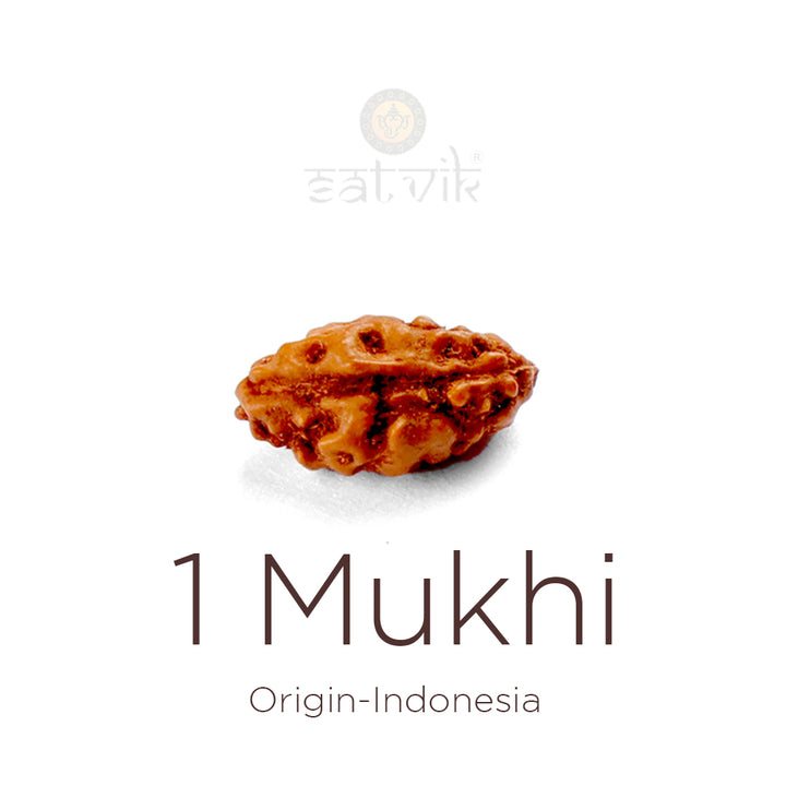 1 Mukhi Rudraksha bead natural Indo single face Rudraksha. India’s Premium Rudraksha Beads Brand - www.satvikworld.com