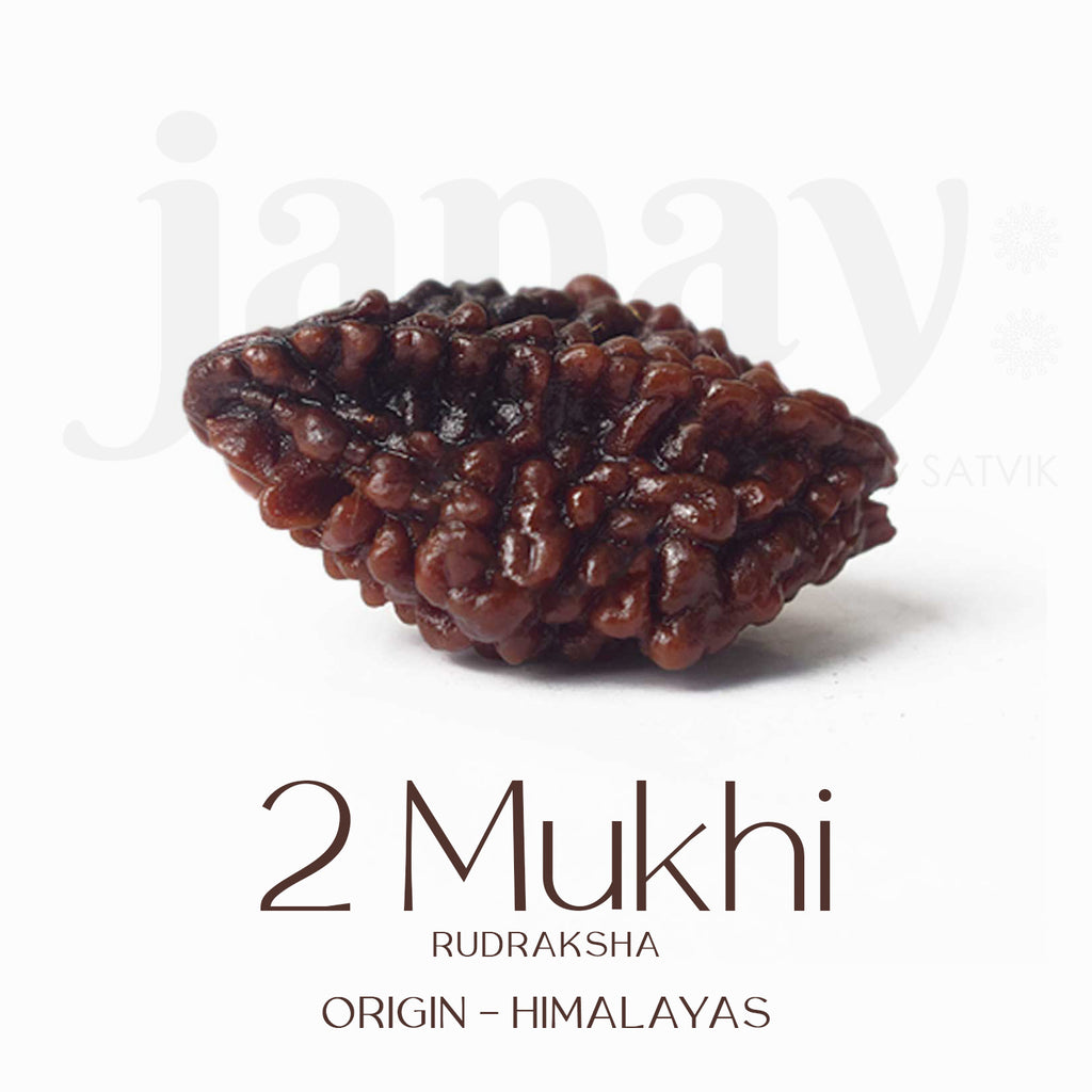 Certified 2 Mukhi Natural Rudraksha Bead – Brown, naturally grooved surface, spiritual seed used for harmony and relationship healing. India’s Largest Pooja Accessories Brand - www.satvikworld.com
