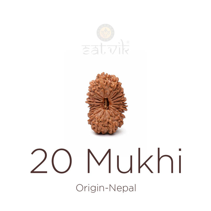 20 Mukhi Rudraksha bead natural Nepali twenty face Rudraksha. India’s Premium Rudraksha Beads Brand - www.satvikworld.com