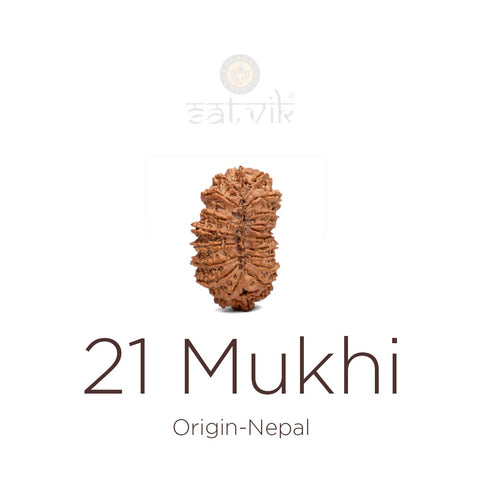 21 Mukhi Rudraksha bead natural Nepali twenty one face Rudraksha. India’s Premium Rudraksha Beads Brand - www.satvikworld.com
