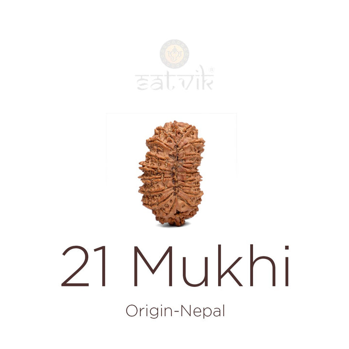 21 Mukhi Rudraksha bead natural Nepali twenty one face Rudraksha. India’s Premium Rudraksha Beads Brand - www.satvikworld.com