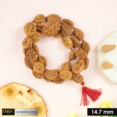 2 Mukhi Kantha Rudraksha mala featuring multiple two-faced Rudraksha beads, used for harmony, relationship balance, and spiritual healing. India’s Premium Jap Mala Store - www.satvikworld.com
