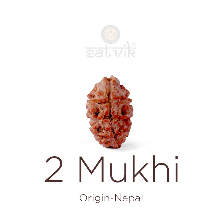 2 Mukhi Rudraksha bead natural Nepali 16.07mm two face Rudraksha. India’s Premium Rudraksha Beads Brand - www.satvikworld.com