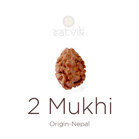 2 Mukhi Rudraksha bead natural Nepali 17.50mm two face Rudraksha. India’s Premium Rudraksha Beads Brand - www.satvikworld.com