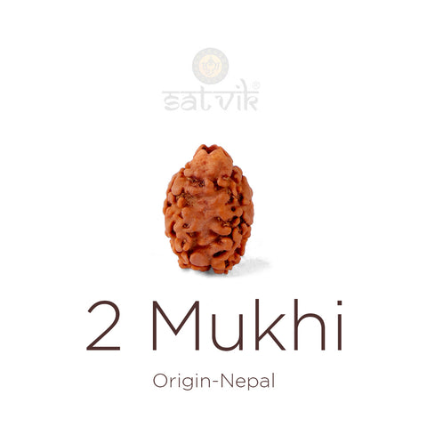 2 Mukhi Rudraksha bead natural Nepali 18.64mm two face Rudraksha. India’s Premium Rudraksha Beads Brand - www.satvikworld.com