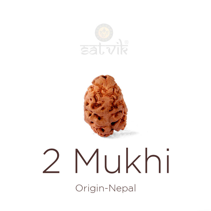 2 Mukhi Rudraksha bead natural Nepali 21.41mm two face Rudraksha. India’s Premium Rudraksha Beads Brand - www.satvikworld.com