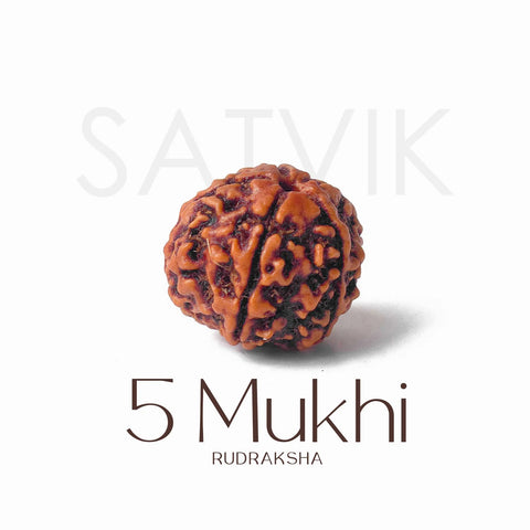 5 Mukhi Rudraksha collector grade natural bead Nepal certified. India’s Premium Rudraksha Beads Brand - www.satvikworld.com