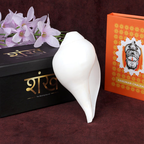 Natural 100% Original Vamavarti Shankha 6.5 Inch Blowing Conch for Pooja. India’s Largest Pooja Accessories Brand - www.satvikworld.com