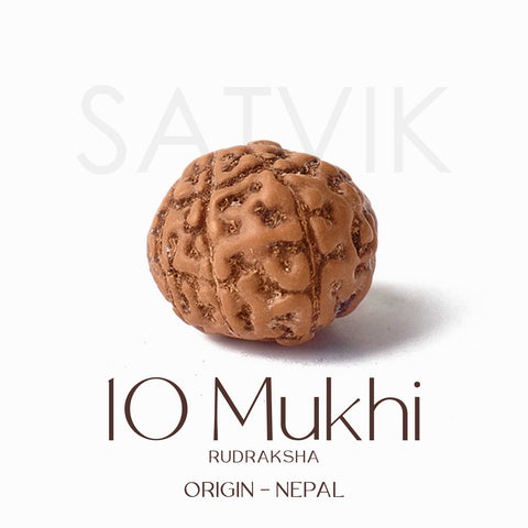 Certified 10 Mukhi brown Rudraksha bead from Indo origin placed on red cloth for spiritual protection, healing, and divine blessings. India’s Largest Pooja Accessories Brand - www.satvikworld.com