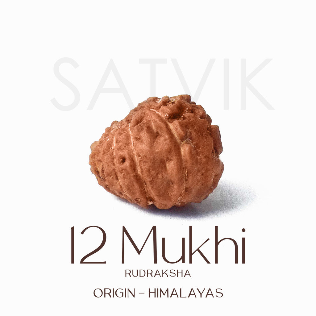 Certified 12 Mukhi Rudraksha bead in brown color from Indo origin placed on red cloth for solar energy, leadership, and spiritual authority. India’s Largest Pooja Accessories Brand - www.satvikworld.com