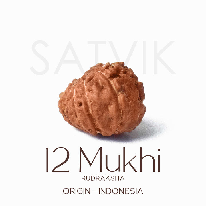 Certified 12 Mukhi Rudraksha bead in brown color from Indo origin placed on red cloth for solar energy, leadership, and spiritual authority. India’s Largest Pooja Accessories Brand - www.satvikworld.com