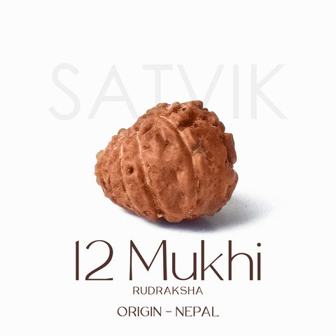 Certified 12 Mukhi Rudraksha bead in brown color from Indo origin placed on red cloth for solar energy, leadership, and spiritual authority. India’s Largest Pooja Accessories Brand - www.satvikworld.com