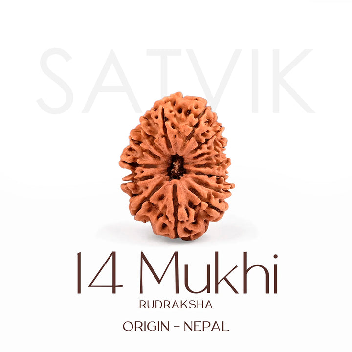 Certified 14 Mukhi Rudraksha Bead from Nepal – Authentic natural brown bead symbolizing Lord Hanuman, used for intuition, strength, and divine protection. India’s Largest Brass Idols Brand - www.satvikworld.com