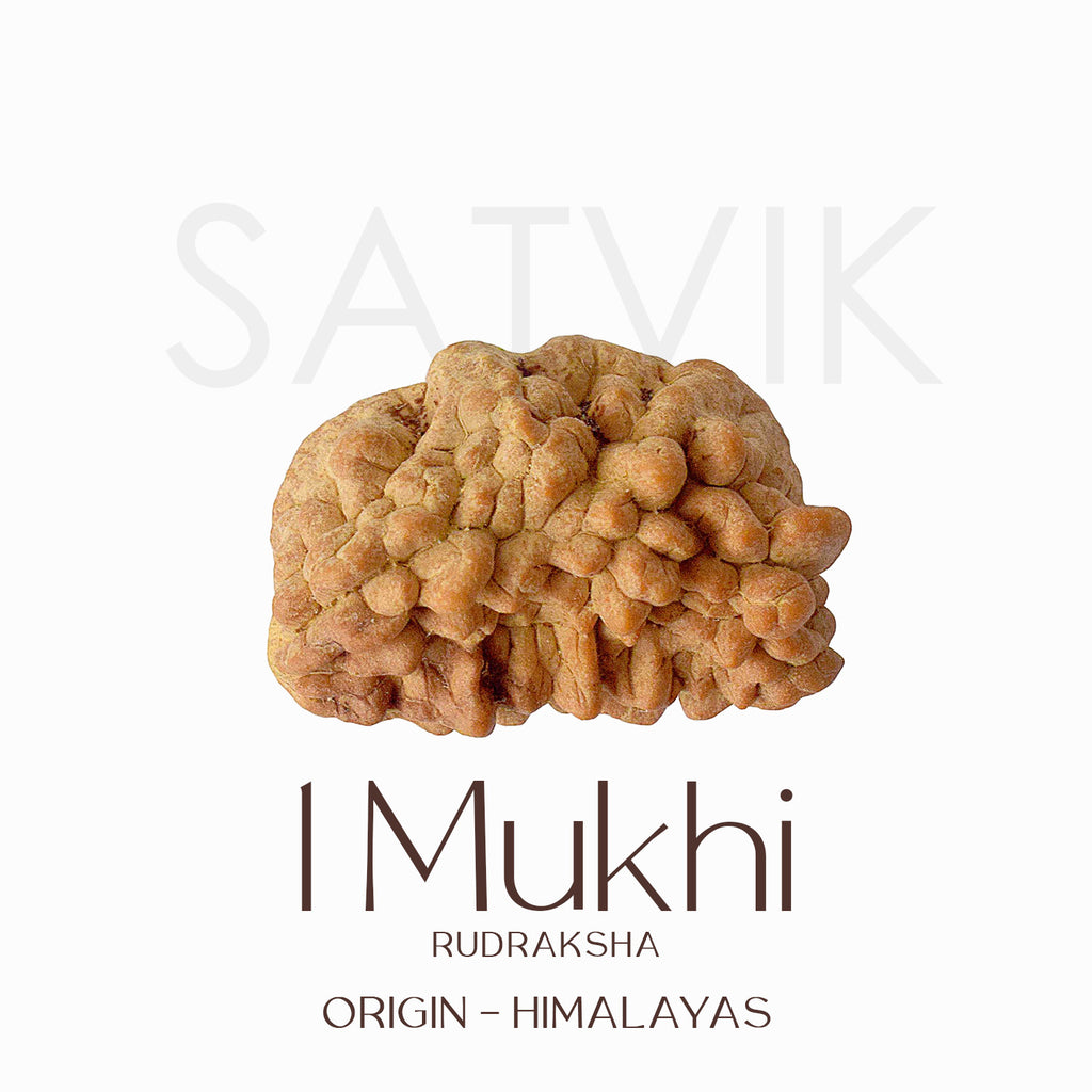 Original Certified One Mukhi Rudraksha bead in brown color placed on a red cloth for spiritual and meditative use. India’s Largest Pooja Accessories Brand - www.satvikworld.com