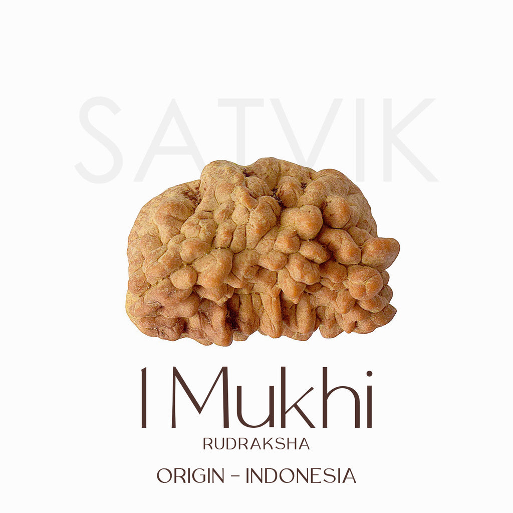 Original Certified One Mukhi Rudraksha bead in brown color placed on a red cloth for spiritual and meditative use. India’s Largest Pooja Accessories Brand - www.satvikworld.com
