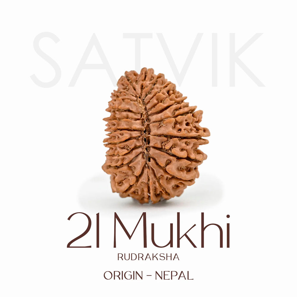 Certified 21 Mukhi Rudraksha Bead – Nepali origin sacred bead representing Lord Kuber, known for attracting immense wealth, success, and divine blessings. India’s Largest Brass Idols Brand - www.satvikworld.com