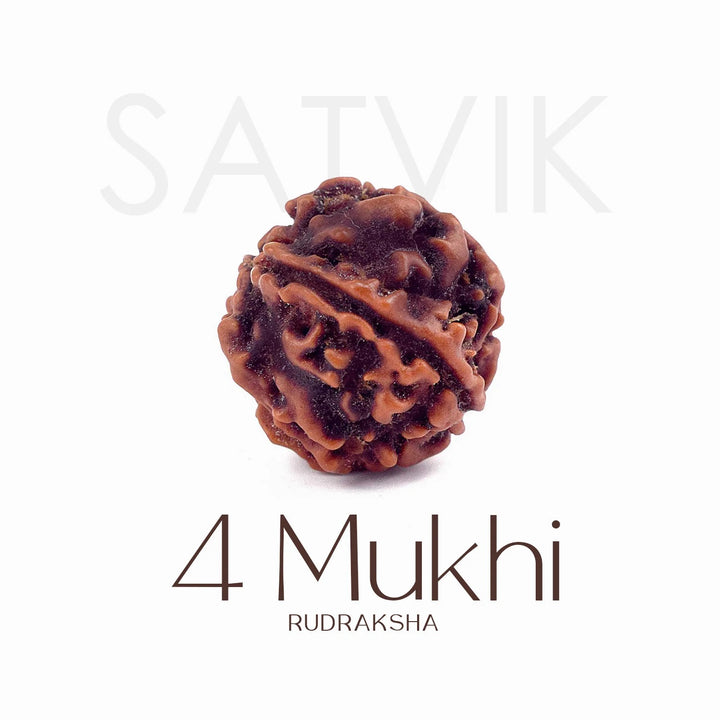 4 Mukhi Rudraksha bead natural Nepali regular four face Rudraksha. India’s Premium Rudraksha Beads Brand - www.satvikworld.com