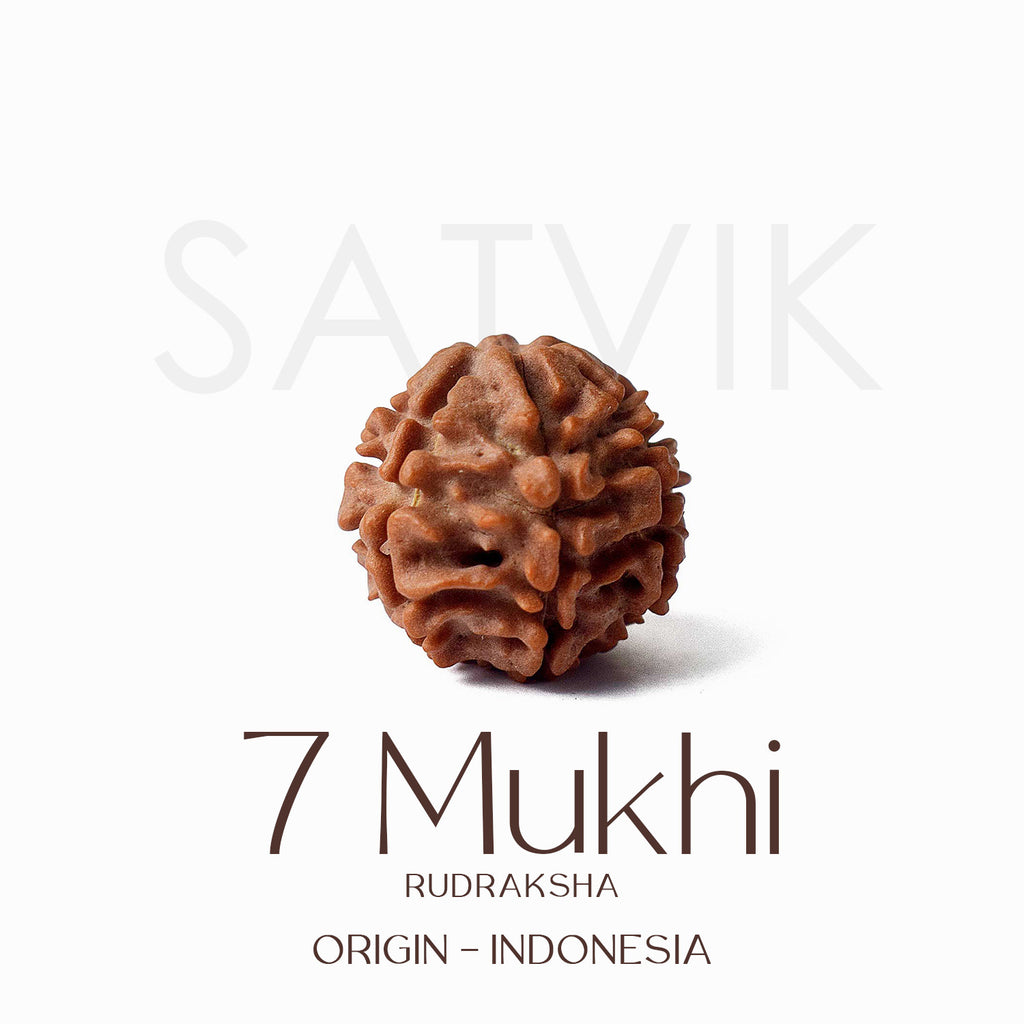 Certified 7 Mukhi natural brown Rudraksha bead placed on red background for attracting wealth, healing Saturn dosha, and spiritual prosperity. India’s Largest Pooja Accessories Brand - www.satvikworld.com