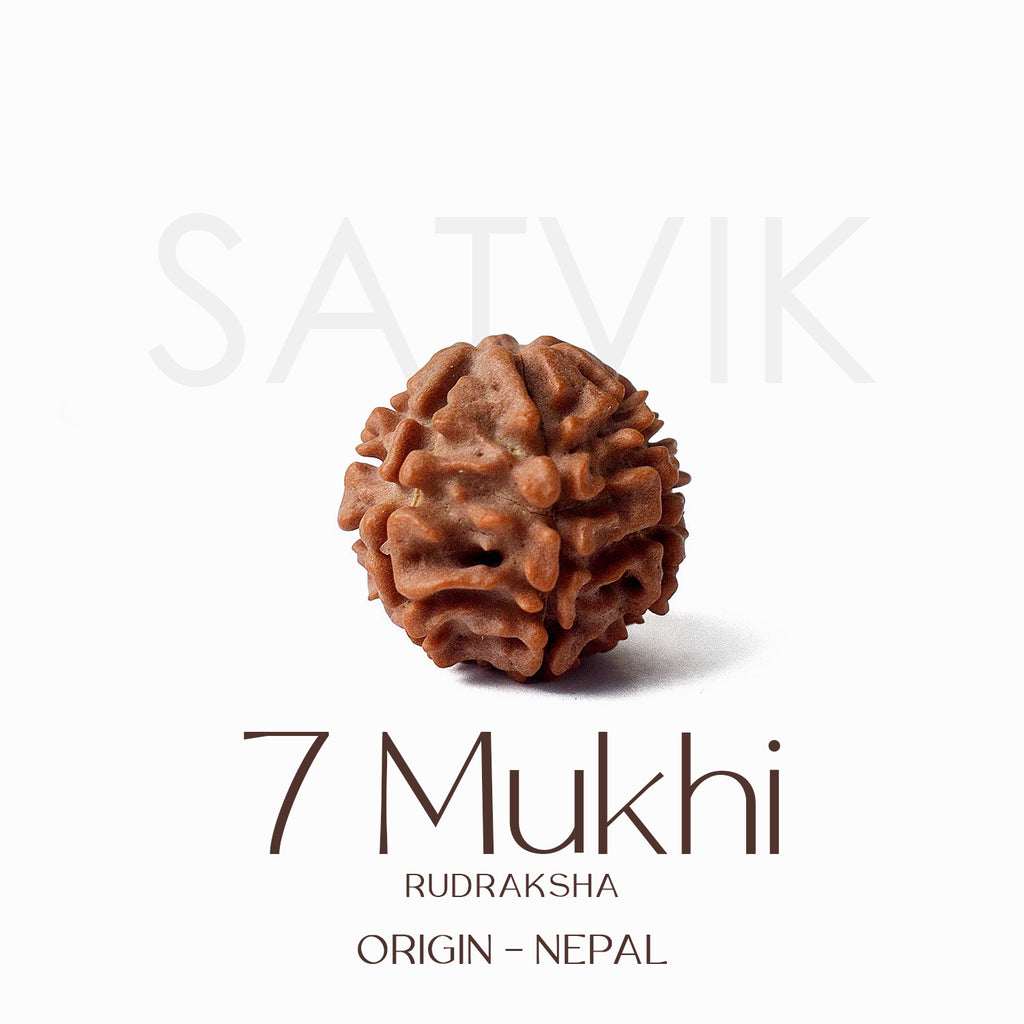 ertified 7 Mukhi natural brown Rudraksha bead placed on red background for attracting wealth, healing Saturn dosha, and spiritual prosperity. India’s Largest Pooja Accessories Brand - www.satvikworld.com