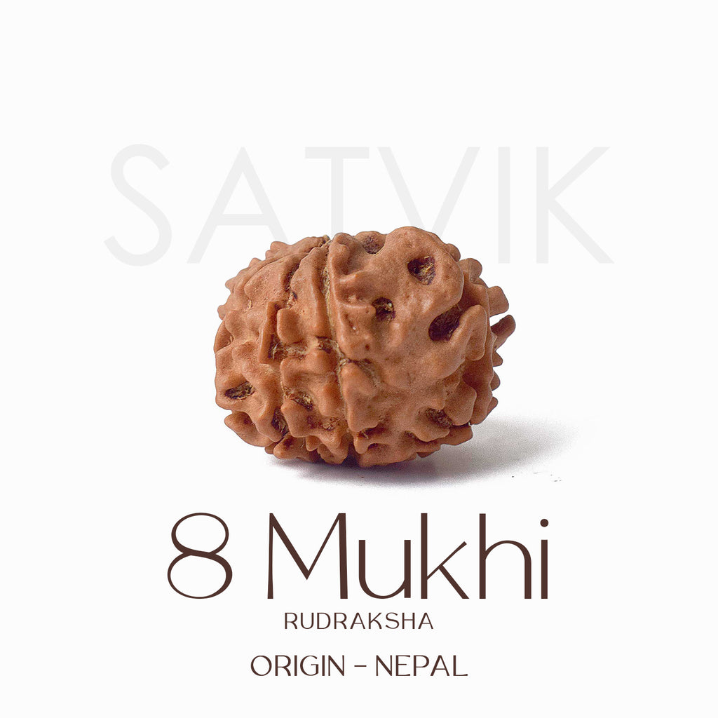 Certified 8 Mukhi Rudraksha bead in natural brown color from Indo origin placed on red cloth for success, clarity, and spiritual protection. India’s Largest Pooja Accessories Brand - www.satvikworld.com
