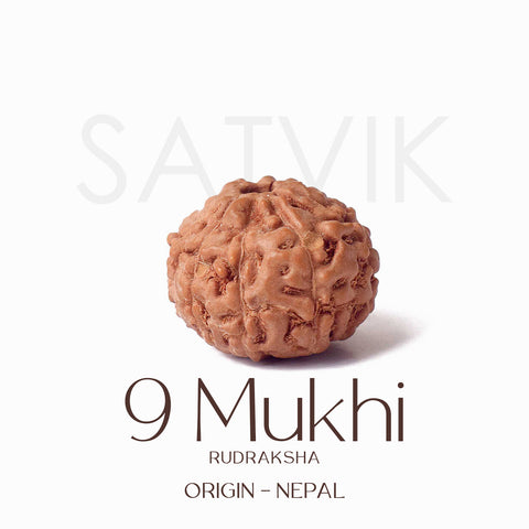 Certified 9 Mukhi brown Rudraksha bead from Indo origin placed on red cloth, representing divine strength, protection, and blessings of Goddess Durga. India’s Largest Pooja Accessories Brand - www.satvikworld.com