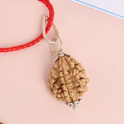 Certified 2 Mukhi Rudraksha Pendant with metal capping for spiritual balance and unity. India’s Premium Rudraksha Jap Mala Store- www.satvikworld.com
