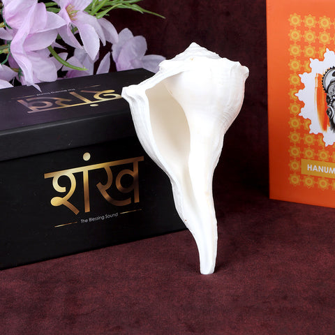 Original natural Dakshinavarti Shankh (right-handed conch shell) in white color, ideal for Lakshmi pooja and spiritual rituals. India’s Largest Pooja Accessories Brand – www.satvikworld.com