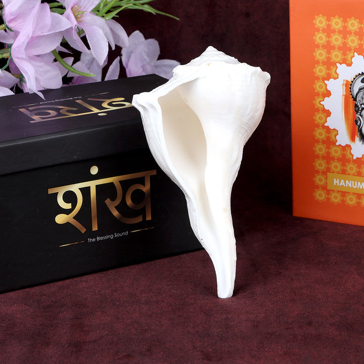 Original natural Dakshinavarti Shankh (right-handed conch shell) in white color, ideal for Lakshmi pooja and spiritual rituals. India’s Largest Pooja Accessories Brand – www.satvikworld.com