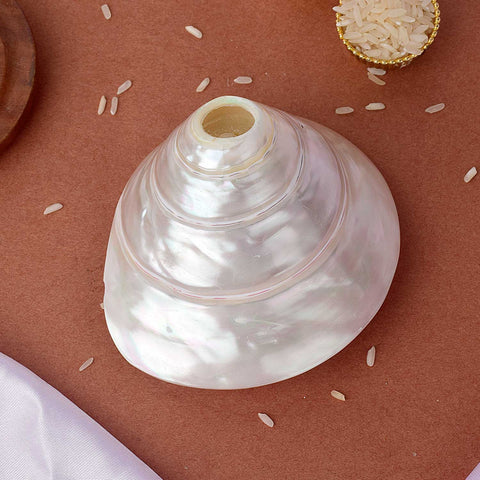 Natural 100% Original Moti Shankh