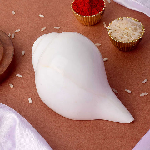 Natural Vamavarti Shankha 10–11 cm Original Blowing Conch for Daily Pooja. India’s Largest Pooja Accessories Brand - www.satvikworld.com