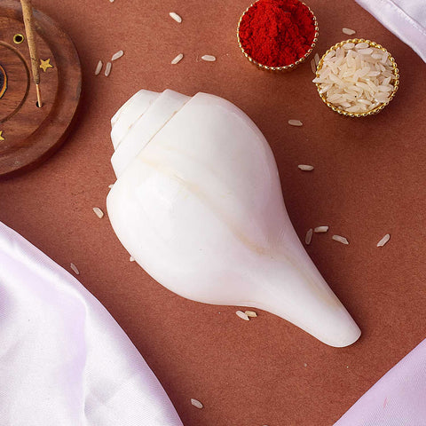 Natural 100% Original Vamavarti Shankha 12 cm Blowing Conch for Pooja. India’s Largest Pooja Accessories Brand - www.satvikworld.com