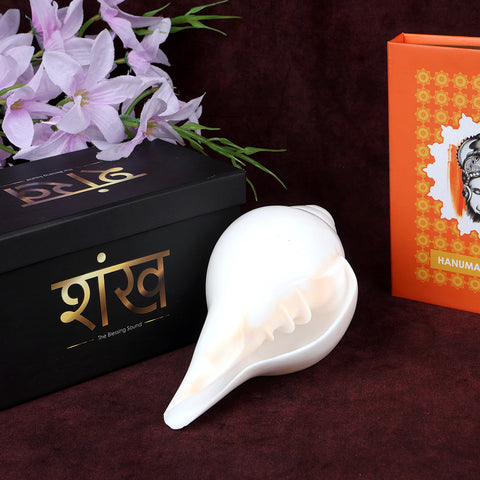 Natural 100% Original Vamavarti Shankha 6.5 Inch Blowing Conch for Pooja. India’s Largest Pooja Accessories Brand - www.satvikworld.com