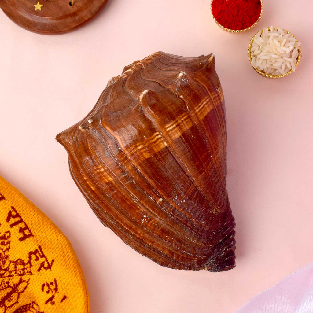 Natural 100% Original Brown Dakshnavarti Shankh for Pooja, Wealth, and Vastu Remedies. India’s Largest Pooja Accessories Brand - www.satvikworld.com