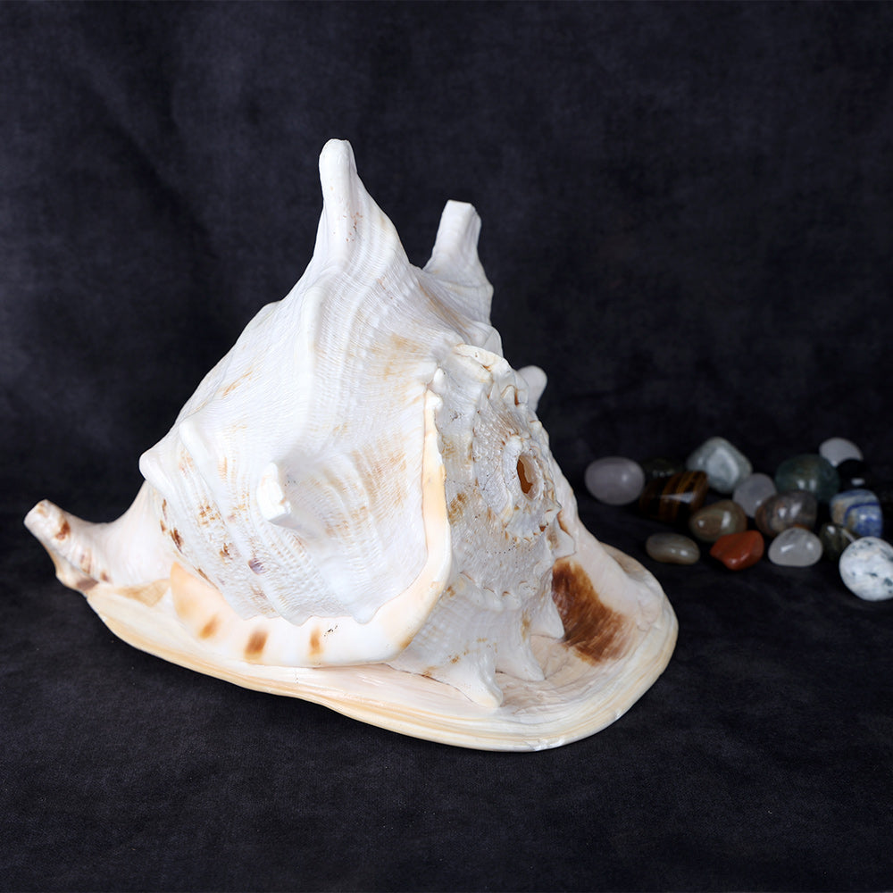 Premium Gomukhi Shankha (Queen Helmet) for Puja Rituals, Radiating Serenity, Strength, and Divine Spiritual Grace. India’s Largest Pooja Accessories Brand – www.satvikworld.com