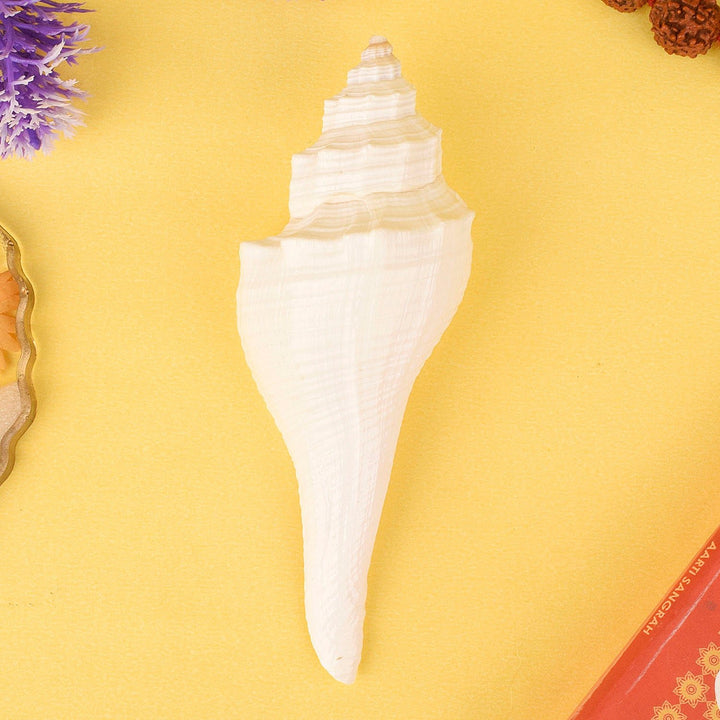 It is a small-sized original Dakshinavarti Shankh (conch shell) with a natural white finish, which is sacred for Lakshmi puja and vastu remedies. India’s Largest Pooja Accessories Brand – www.satvikworld.com