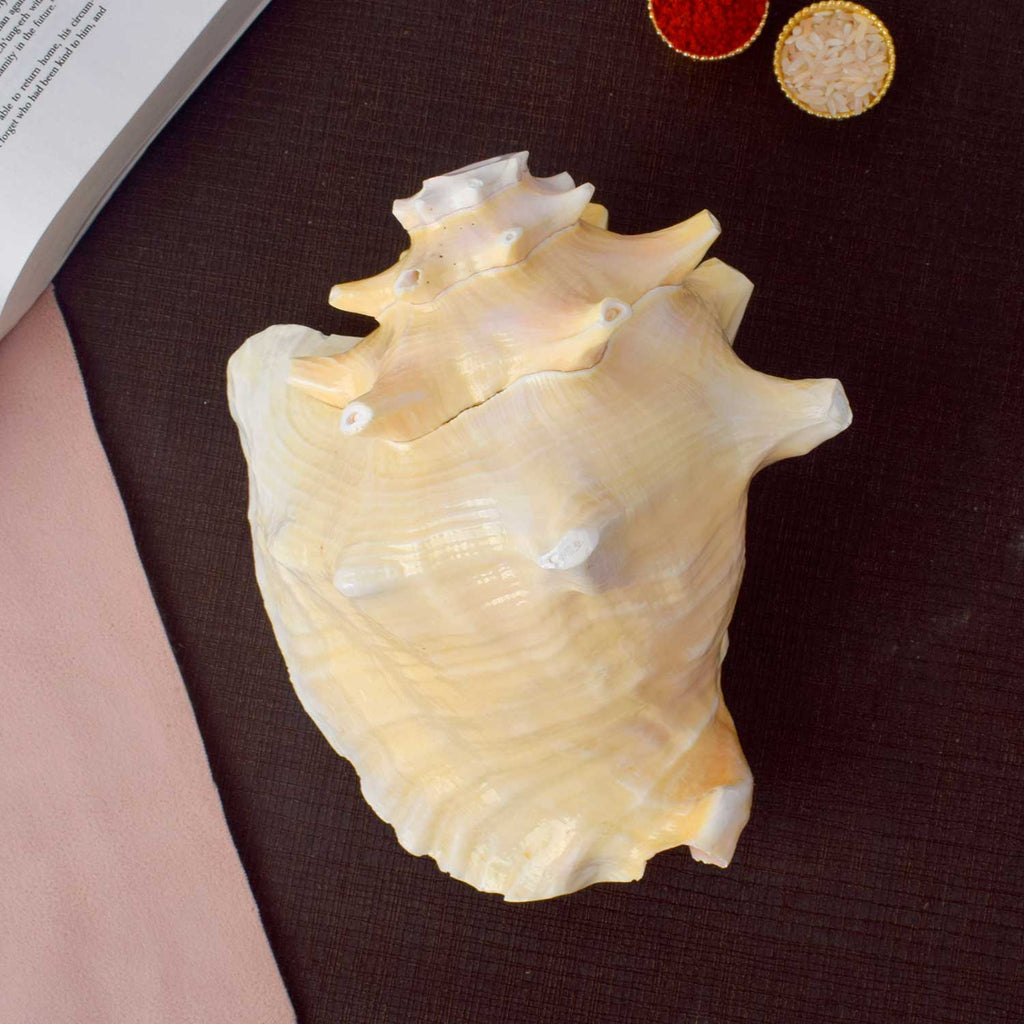 Dakshinavarti Annapurna Shankh (Conch Shell) for vastu and abundance – India’s Largest Pooja Accessories Brand – www.satvikworld.com