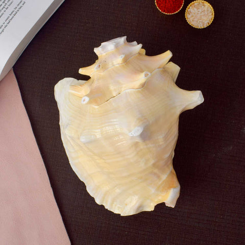 Dakshinavarti Annapurna Shankh (Conch Shell) for vastu and abundance – India’s Largest Pooja Accessories Brand – www.satvikworld.com