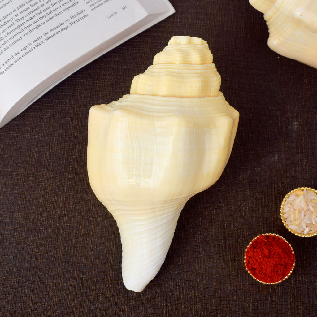 Debadutta Shankh (Conch Shell) for purity and divine blessings – India’s Largest Pooja Accessories Brand – www.satvikworld.com

