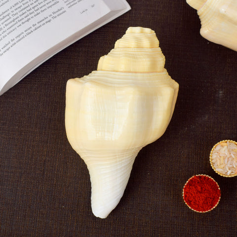 Debadutta Shankh (Conch Shell) for purity and divine blessings – India’s Largest Pooja Accessories Brand – www.satvikworld.com

